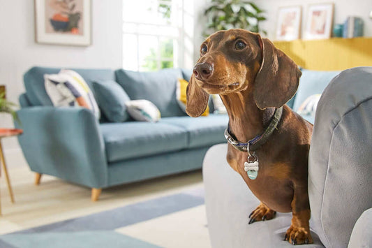 8 pawesome living room style tips perfect for your four-legged friend